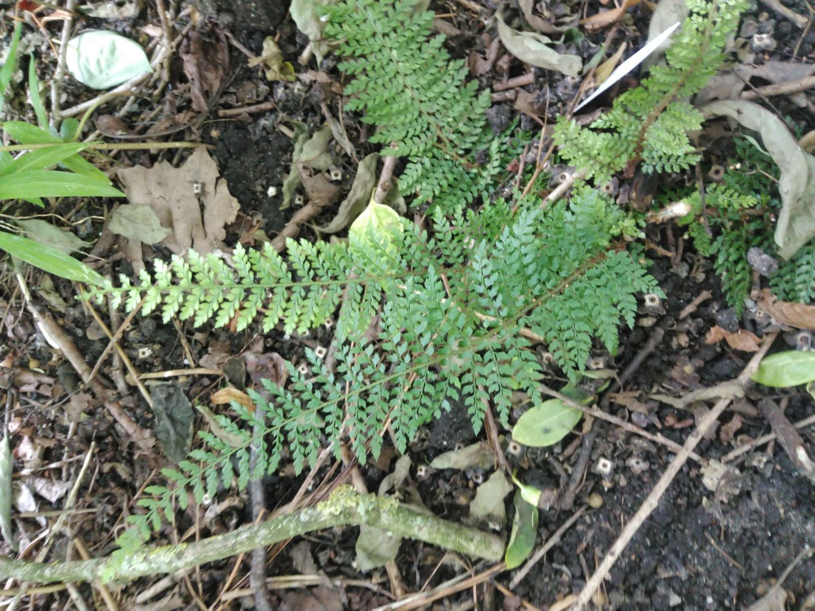 Polystichum setiferum 'Proliferum Gracile'