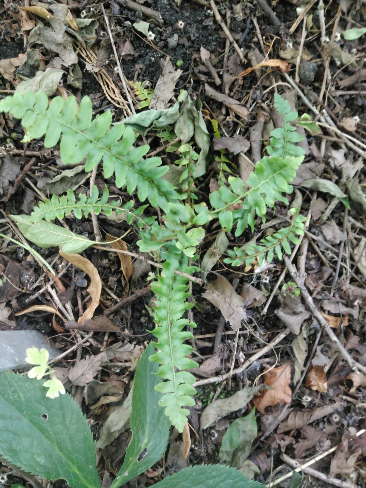 Polystichum acrostichoides subsp. byzantinus