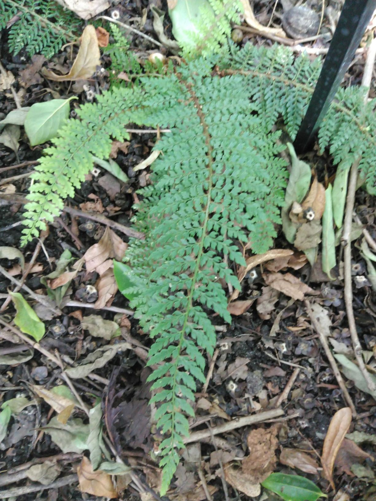 Polystichum setiferum 'Madame Patti'