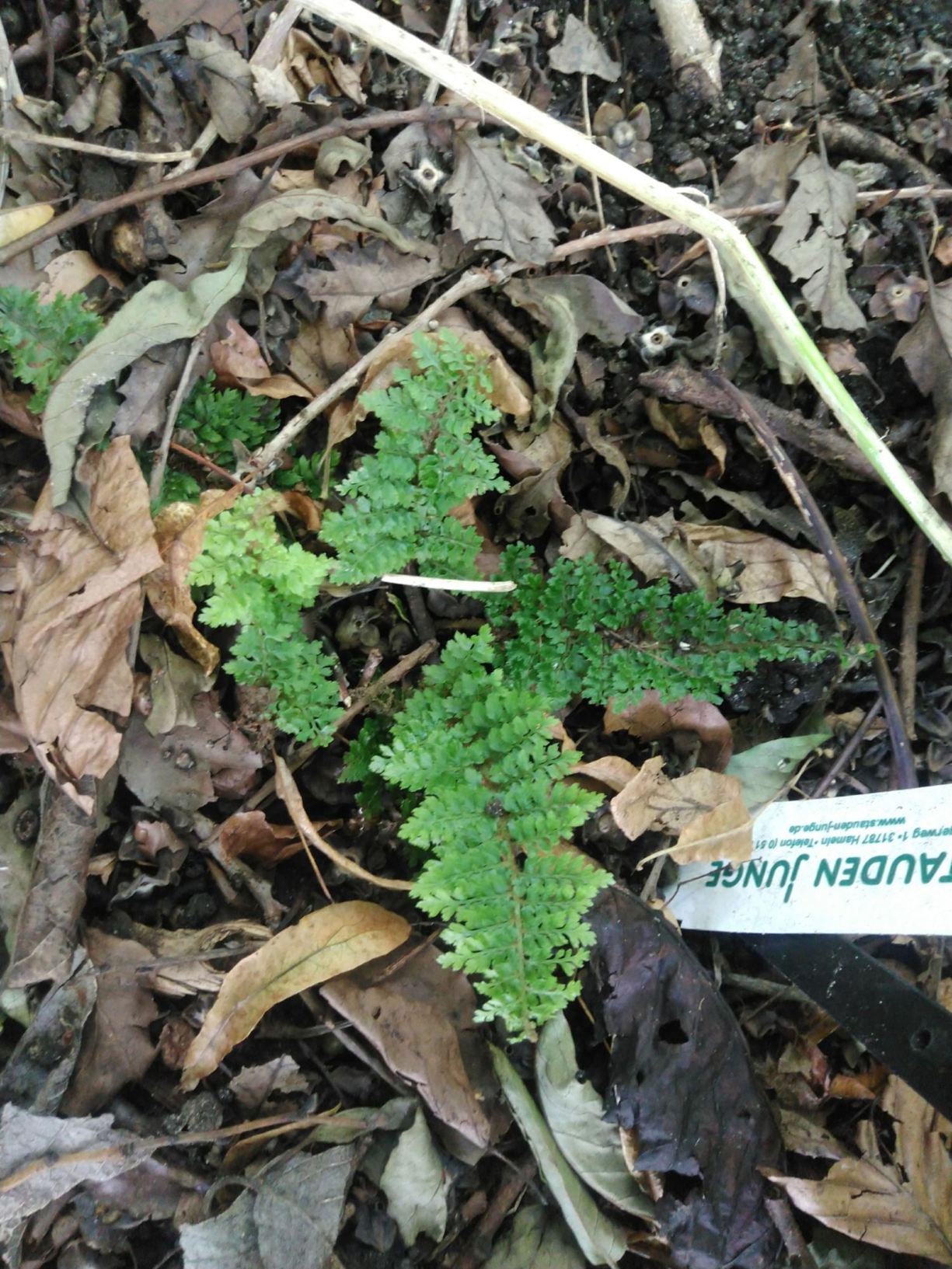 Polystichum setiferum 'Divisilobum Congestum Coke'