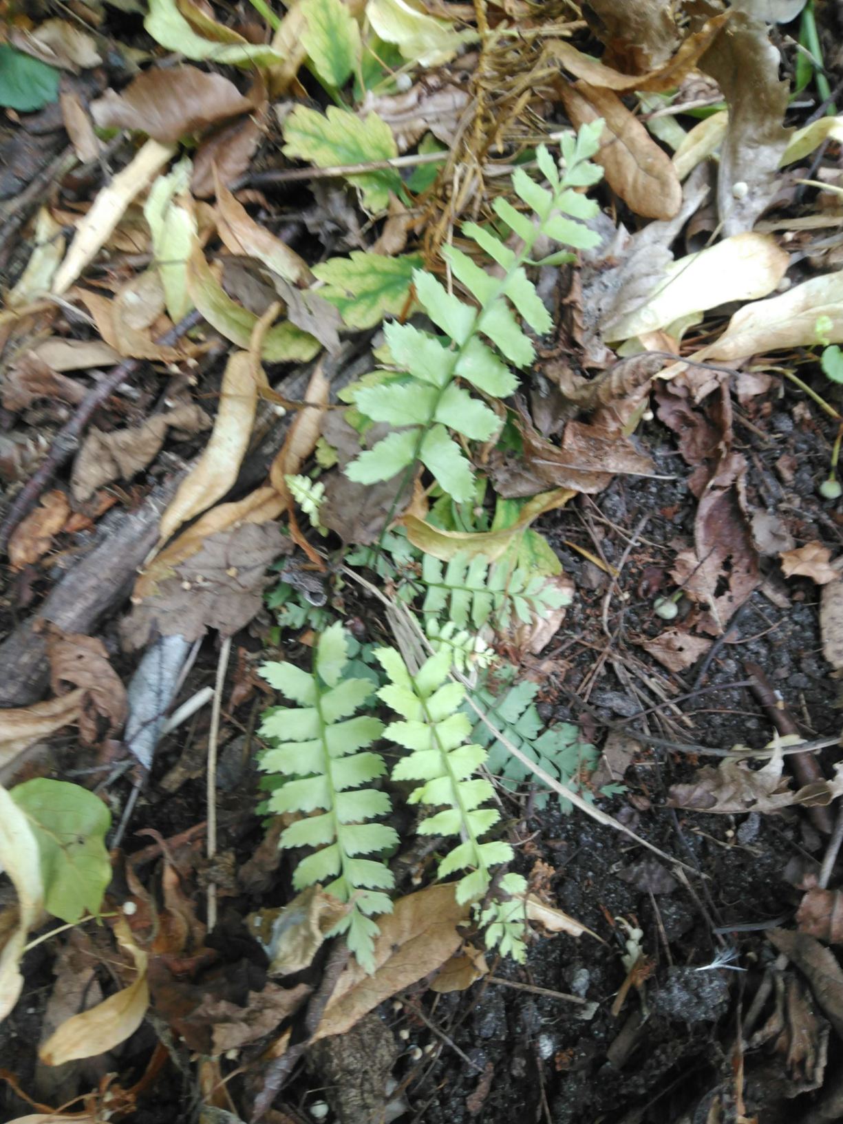 Polystichum acutidens