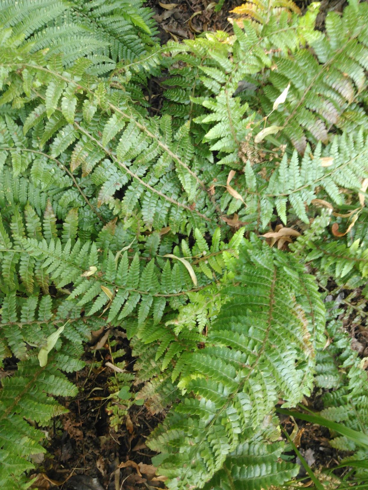 Polystichum shensiense