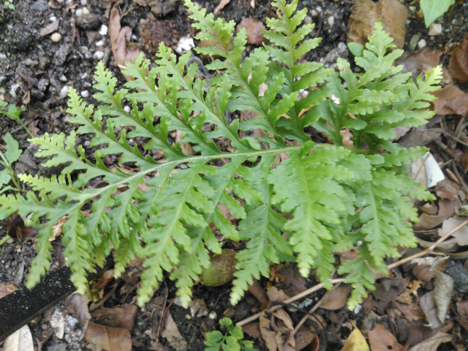 Polypodium vulgare 'Elegantissimum'