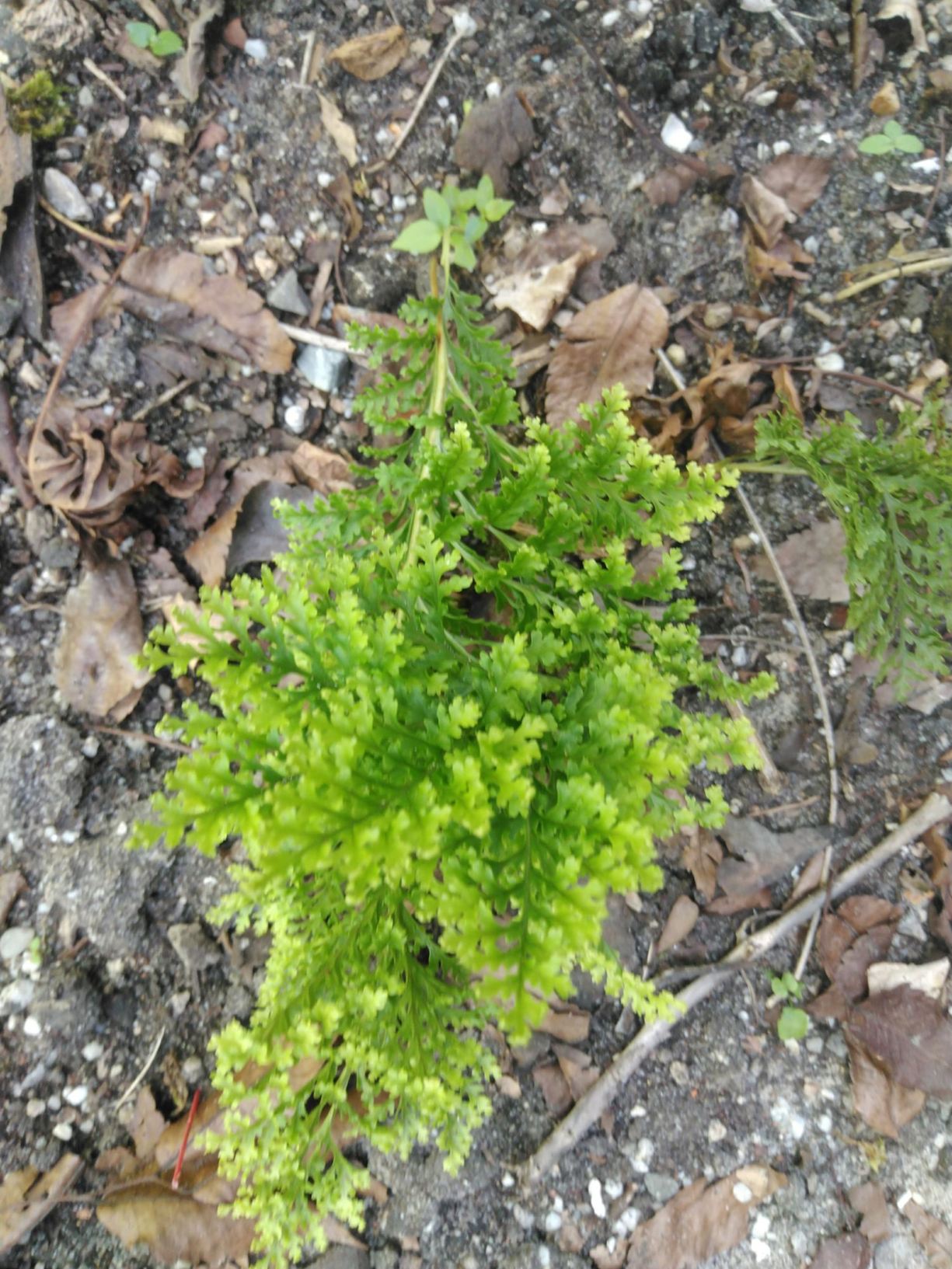 Polypodium vulgare 'Trichomanoides Backhouse'