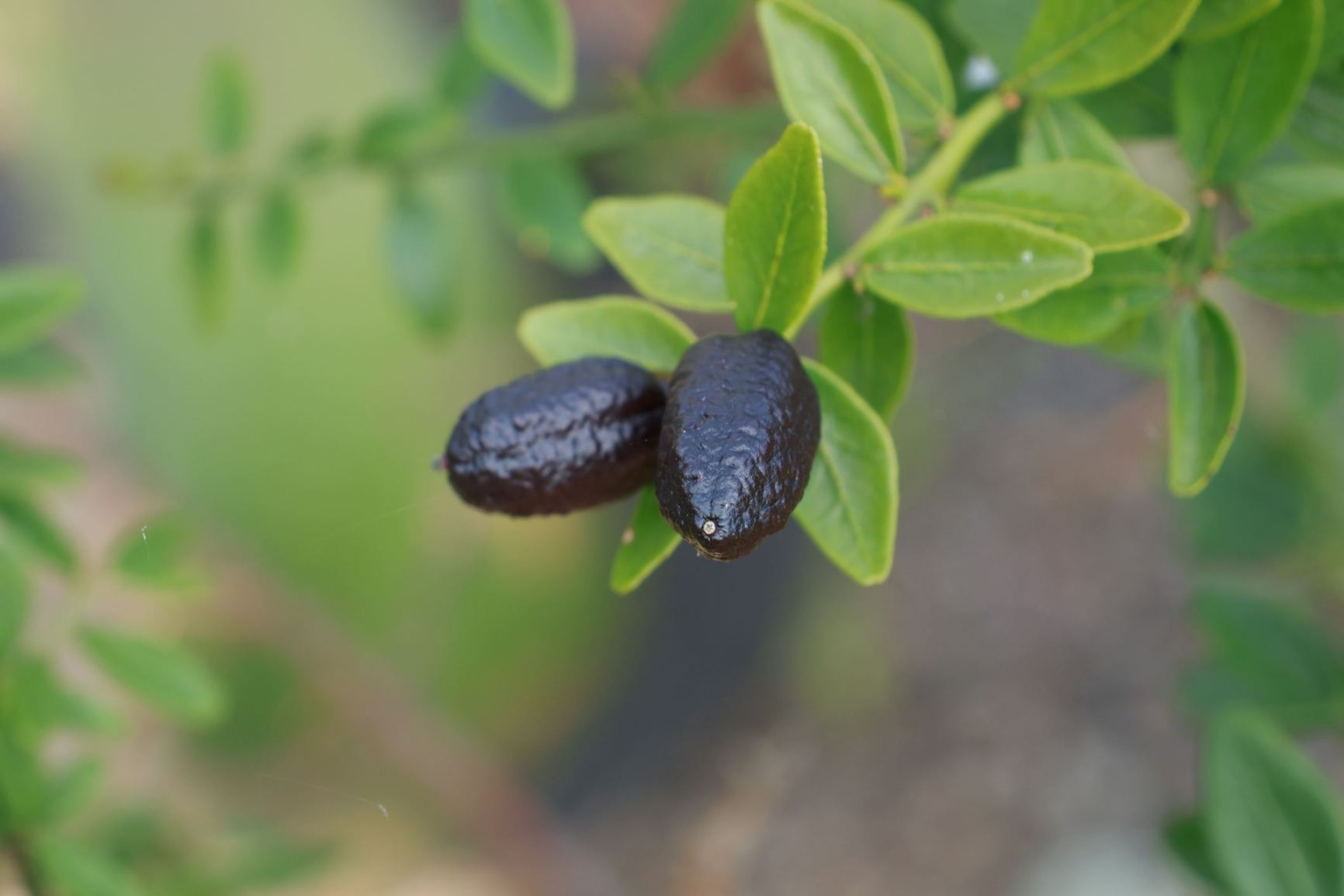 Citrus australasica