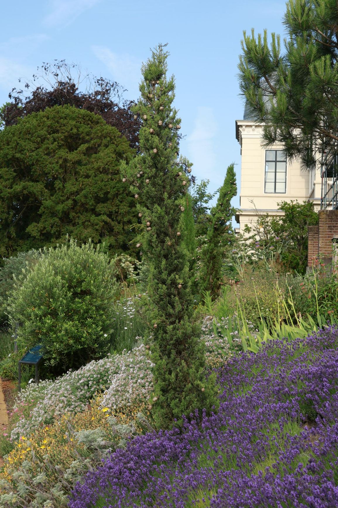 Cupressus sempervirens 'Pyramidalis'