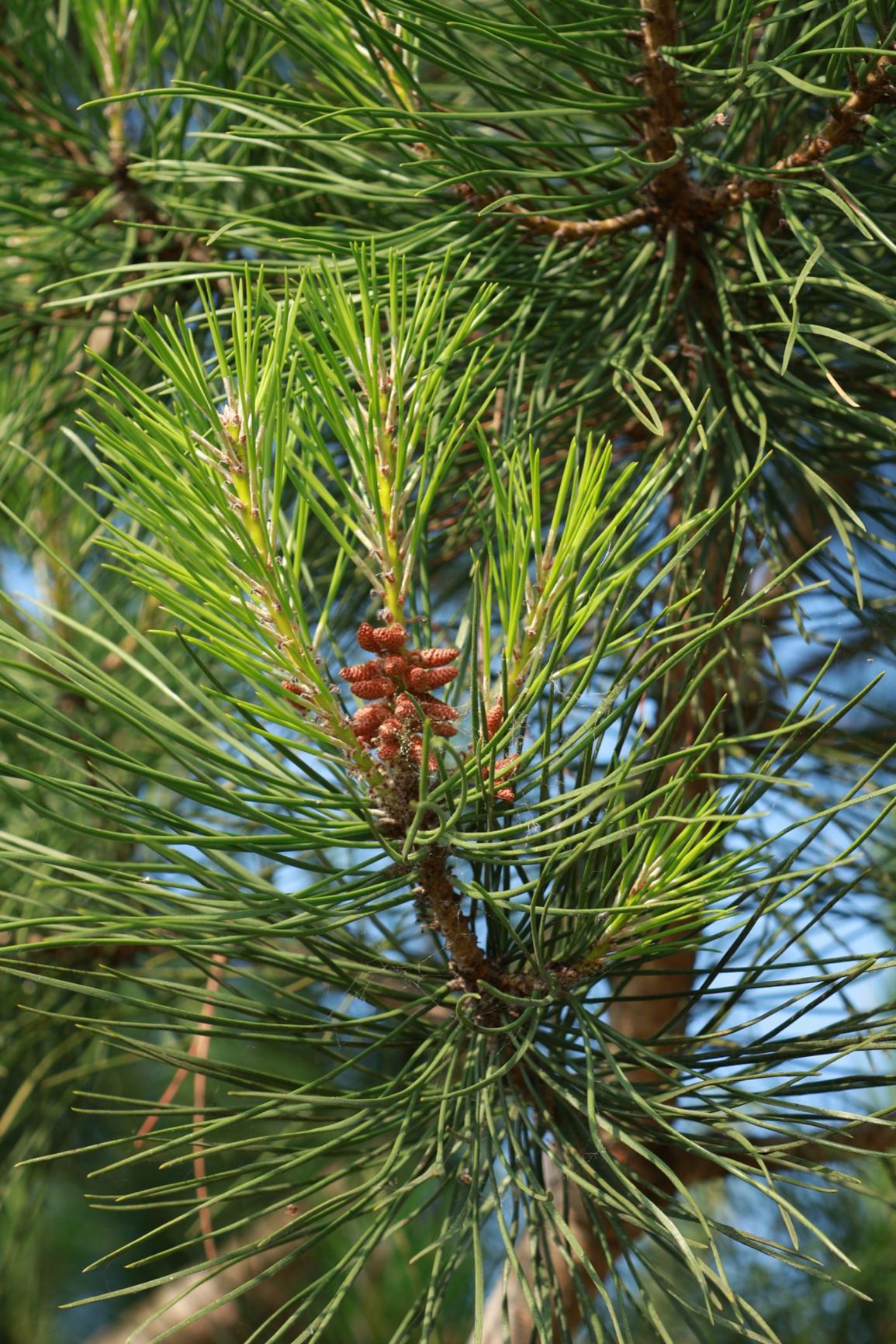 Pinus pinea