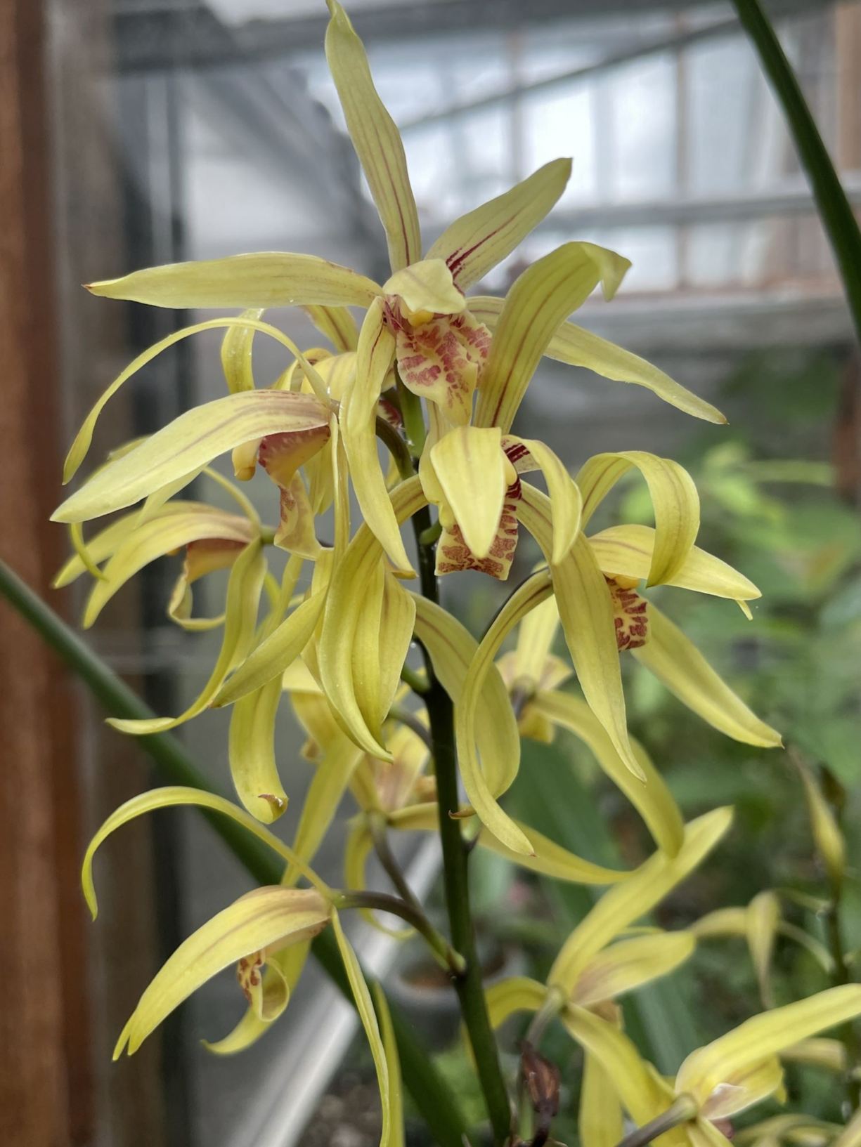 Cymbidium sinense