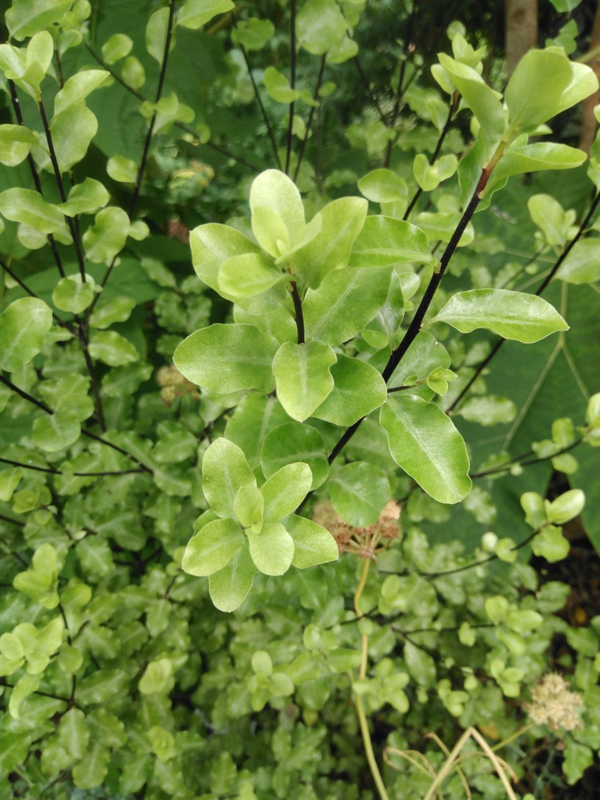 Pittosporum tenuifolium