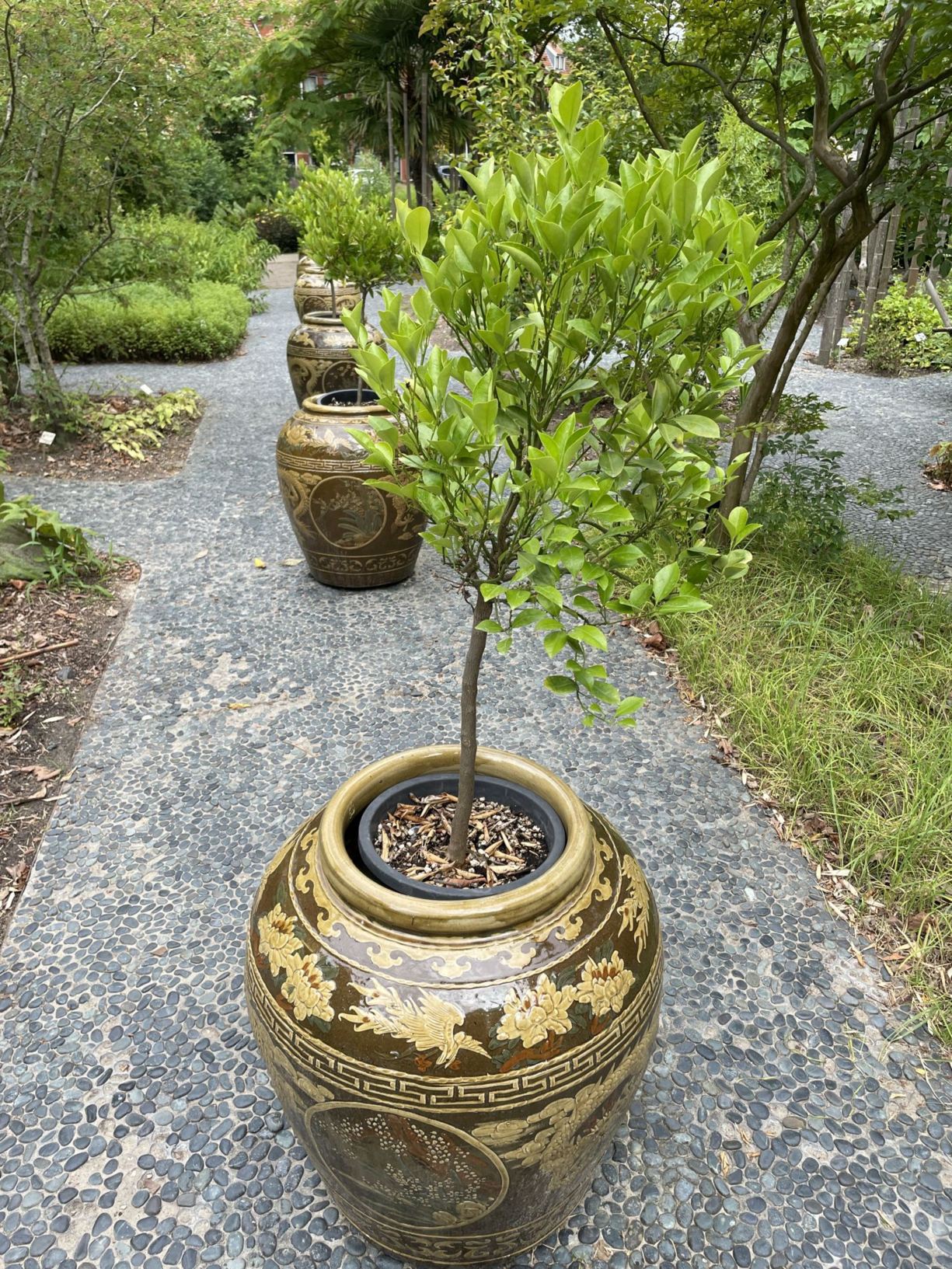 Citrus × microcarpa