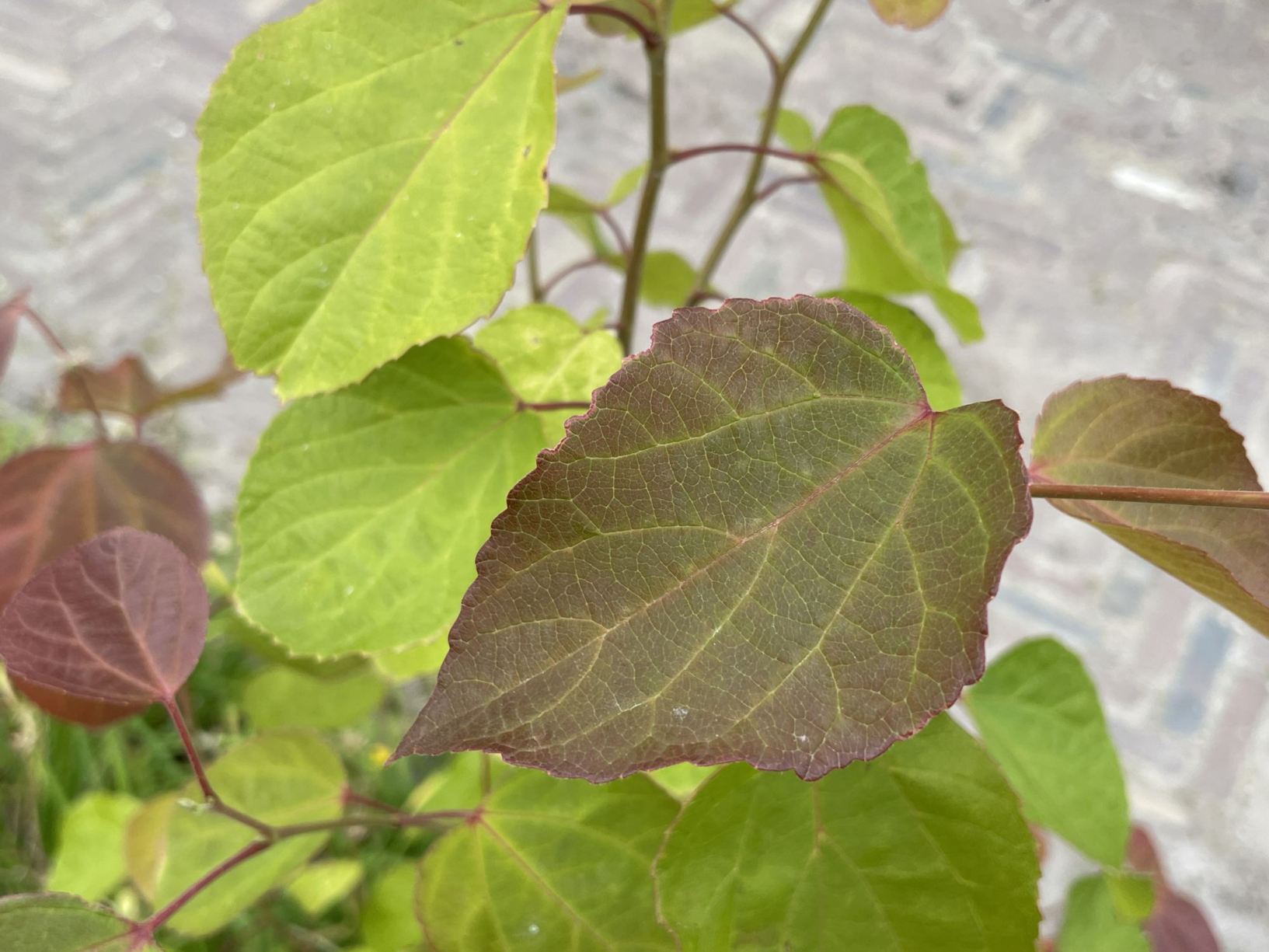 Poliothyrsis sinensis
