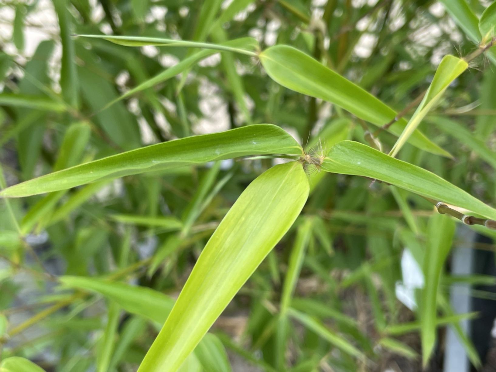 Phyllostachys vivax 'Huanwenzhu'