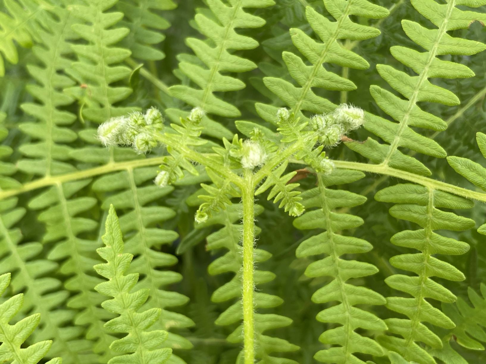 Pteridium aquilinum