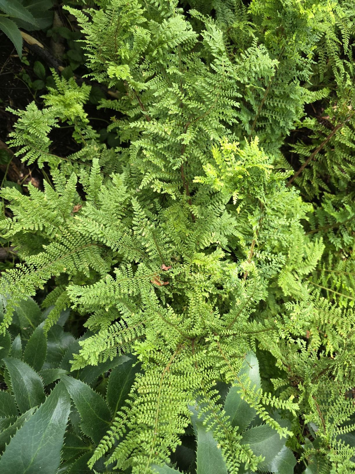 Polystichum setiferum 'Grandiceps'