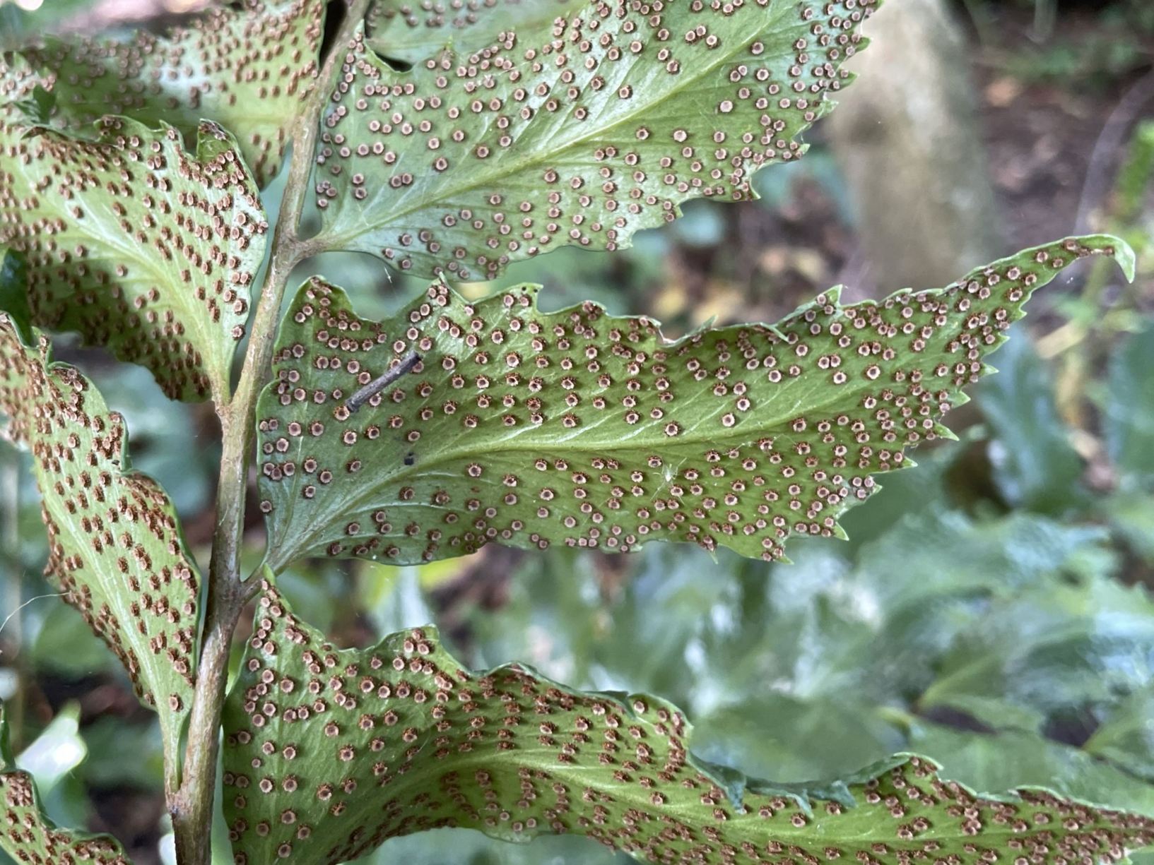 Cyrtomium falcatum 'Rochfordianum'