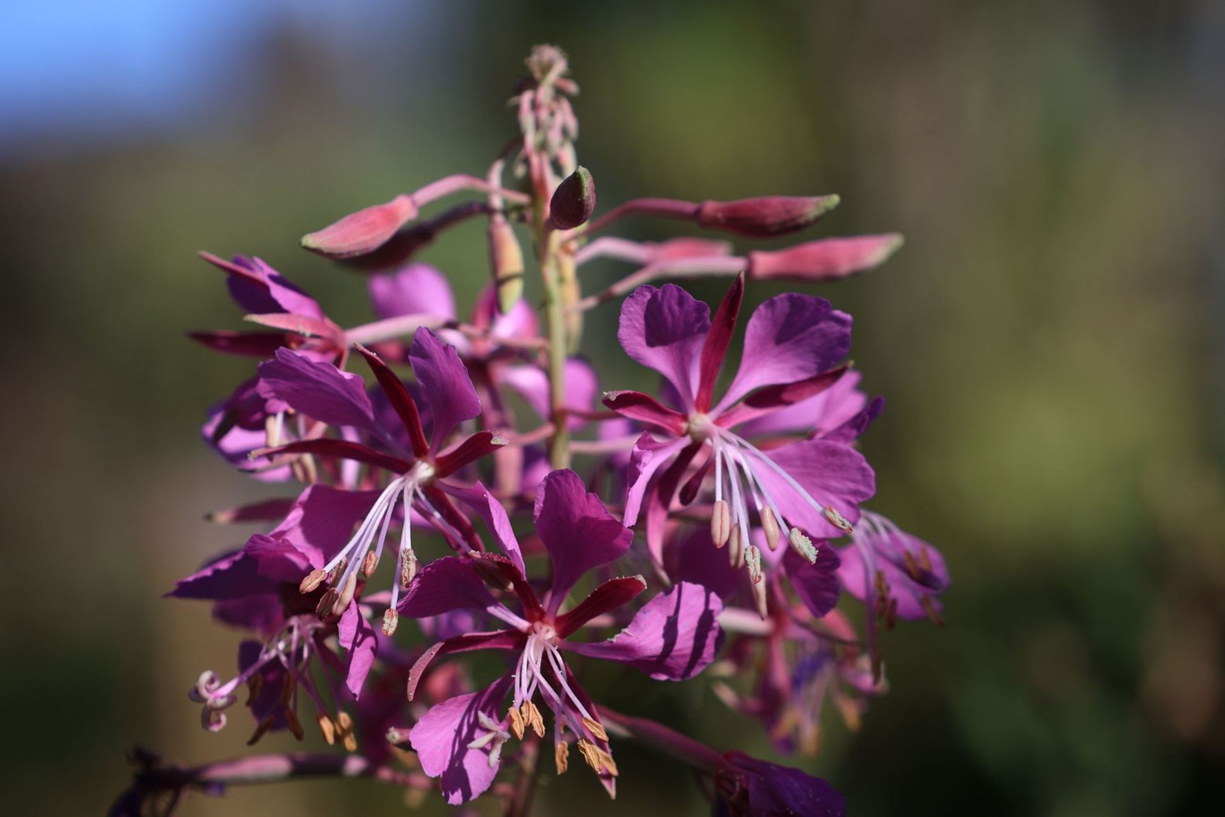 Chamerion angustifolium