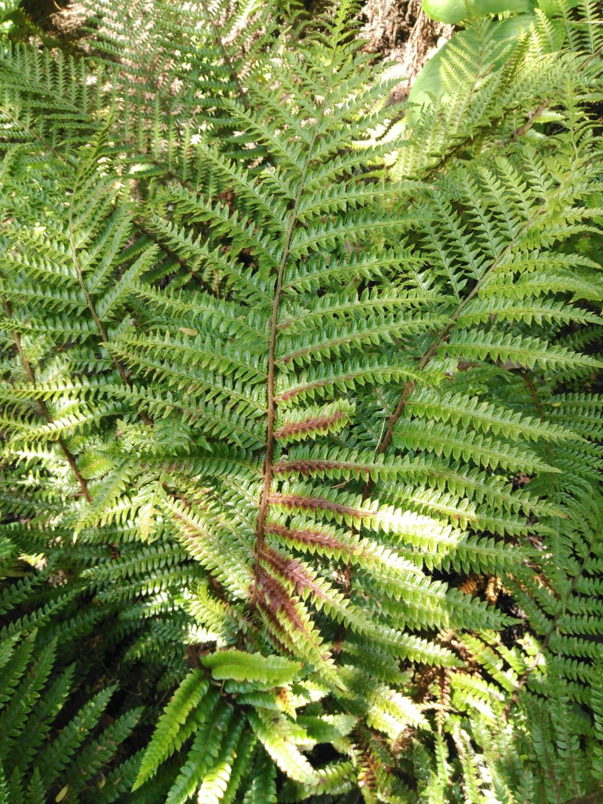 Polystichum manmeiense
