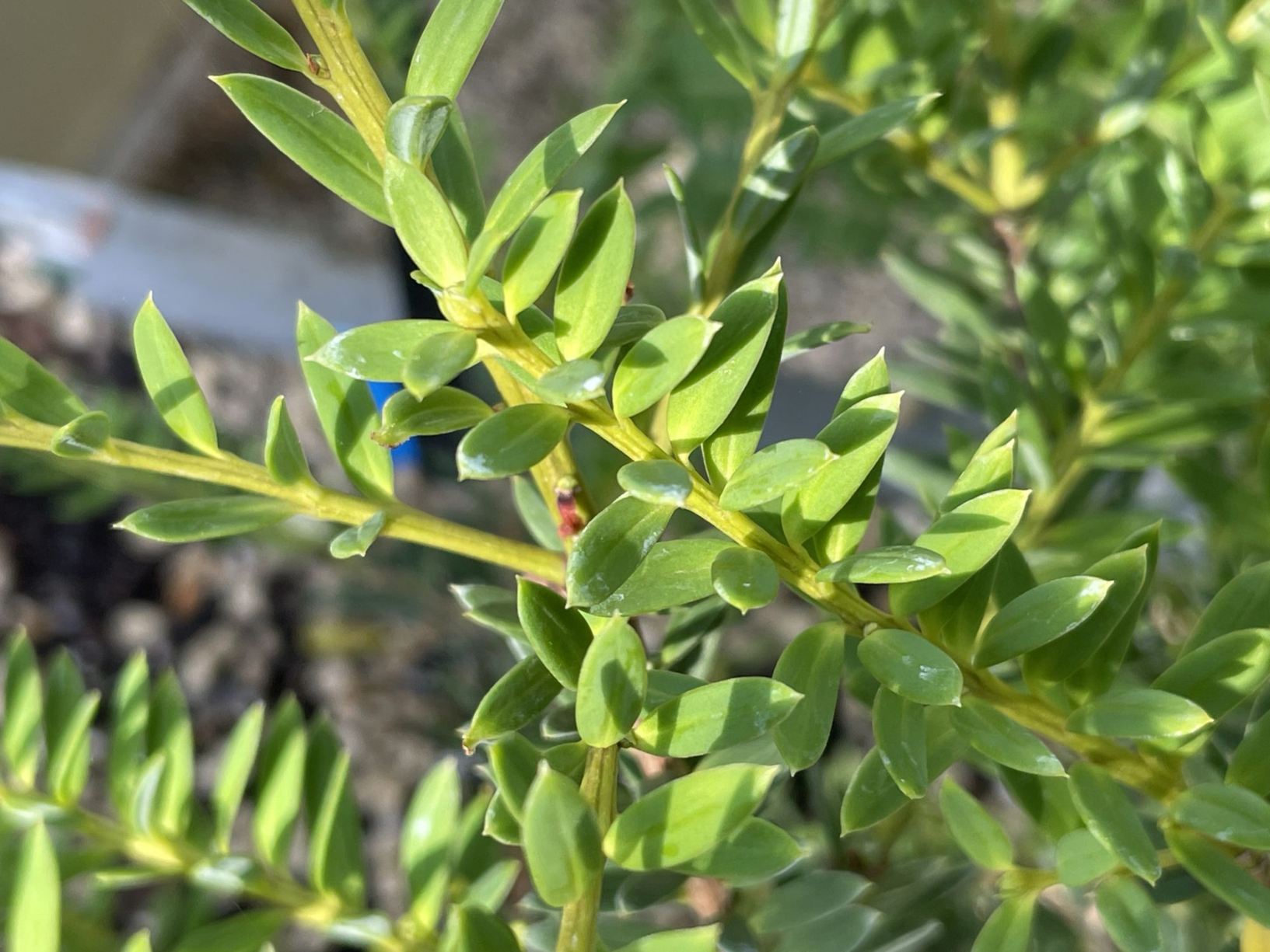 Podocarpus laetus