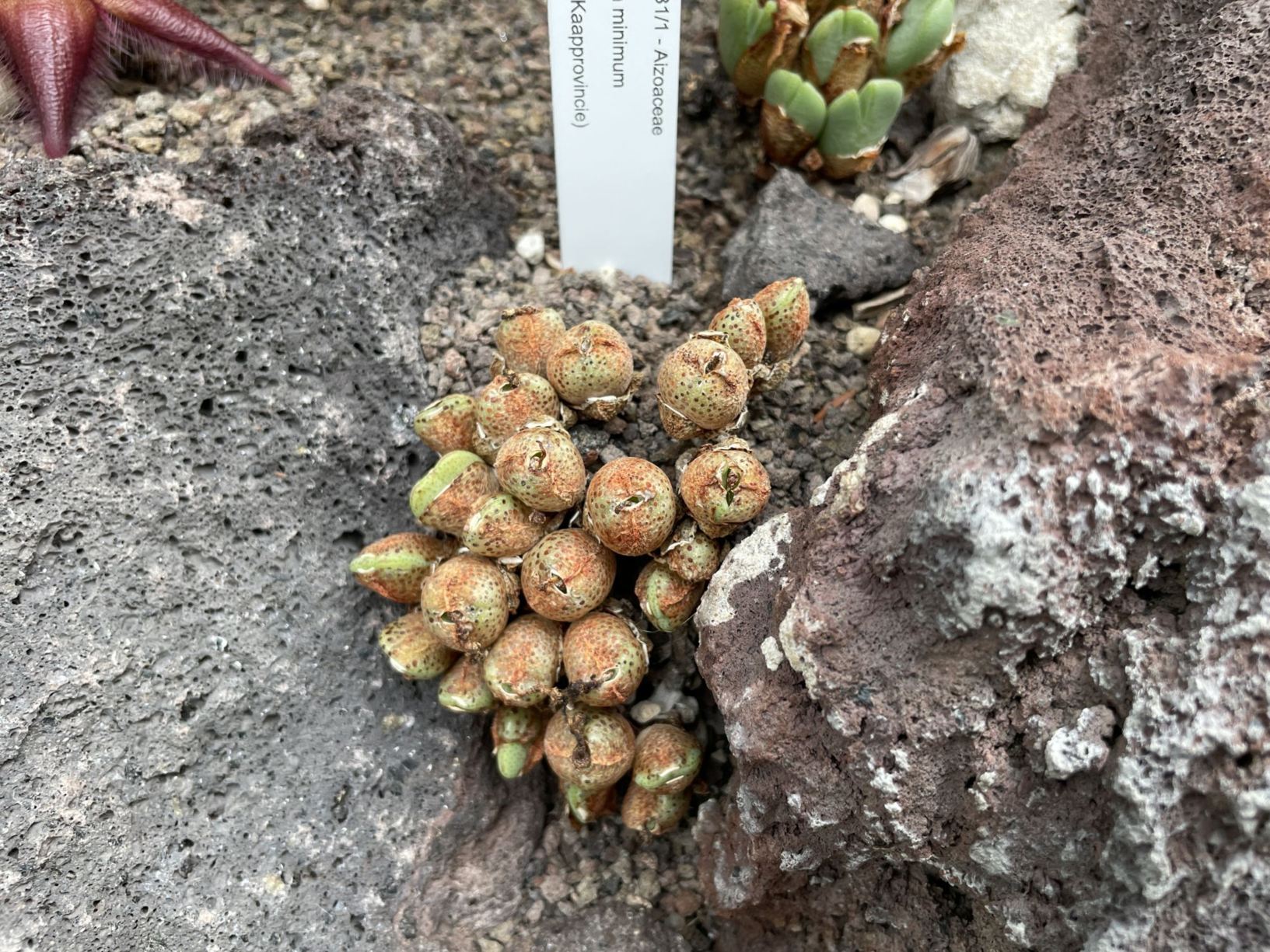 Conophytum minimum
