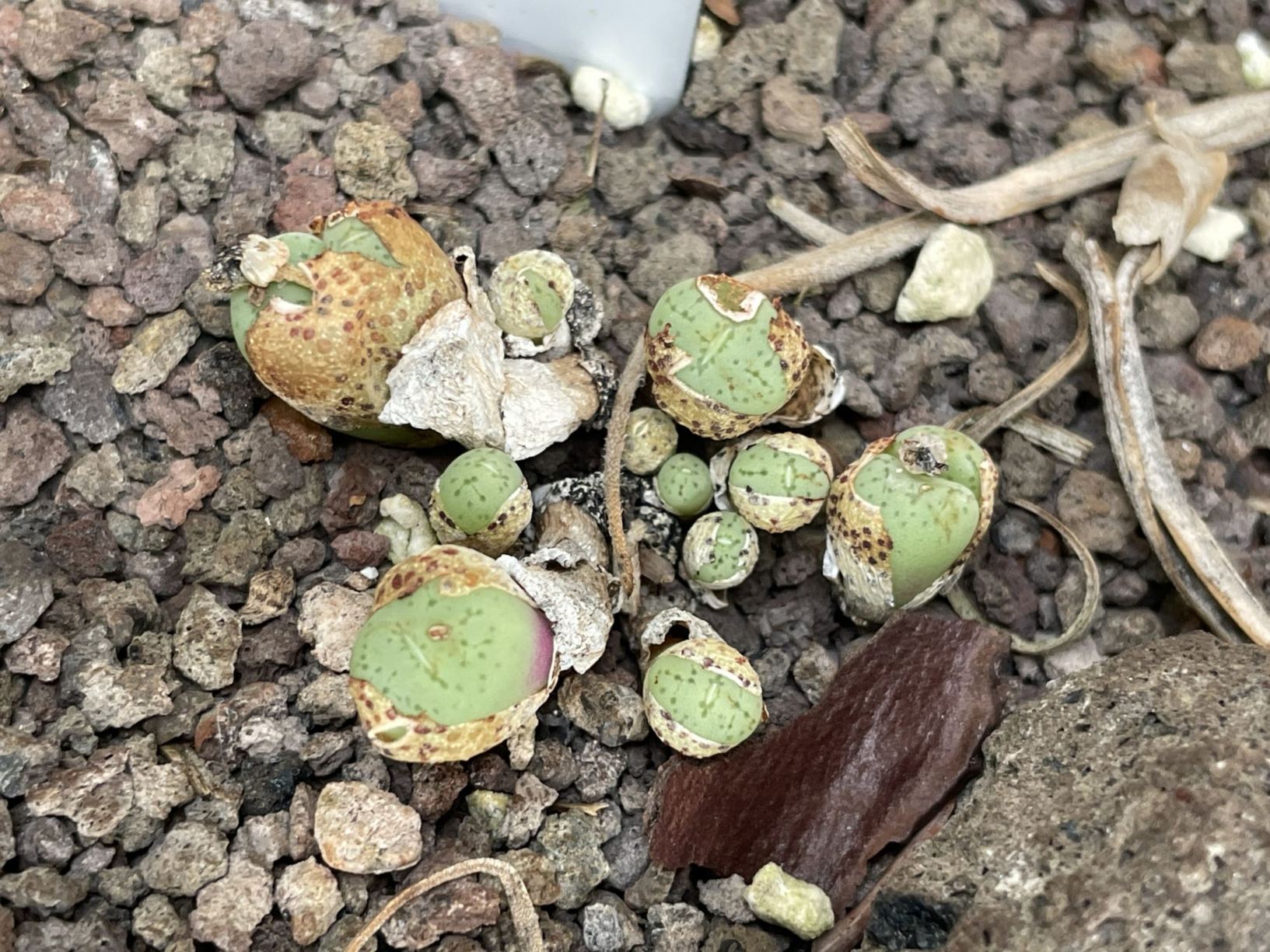 Conophytum uviforme subsp. uviforme