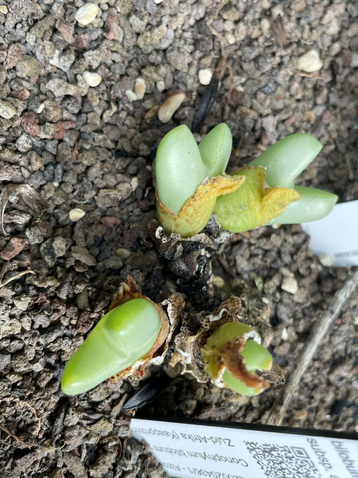 Conophytum bilobum subsp. altum