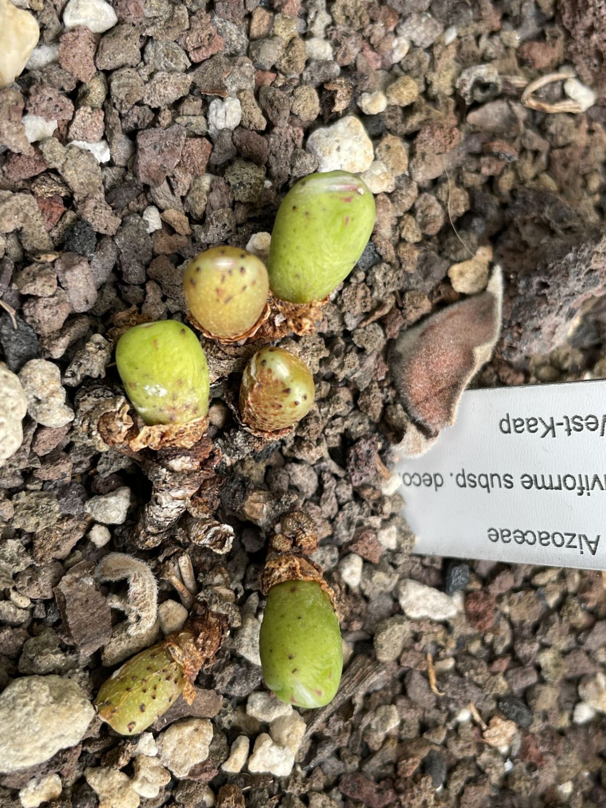 Conophytum uviforme subsp. decoratum