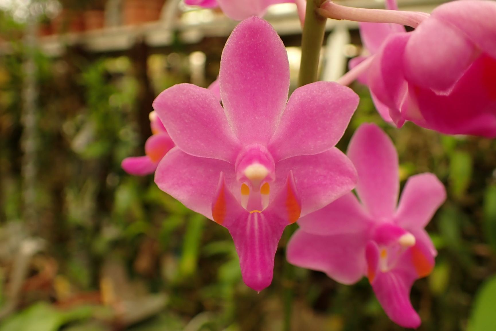 Phalaenopsis ubonensis