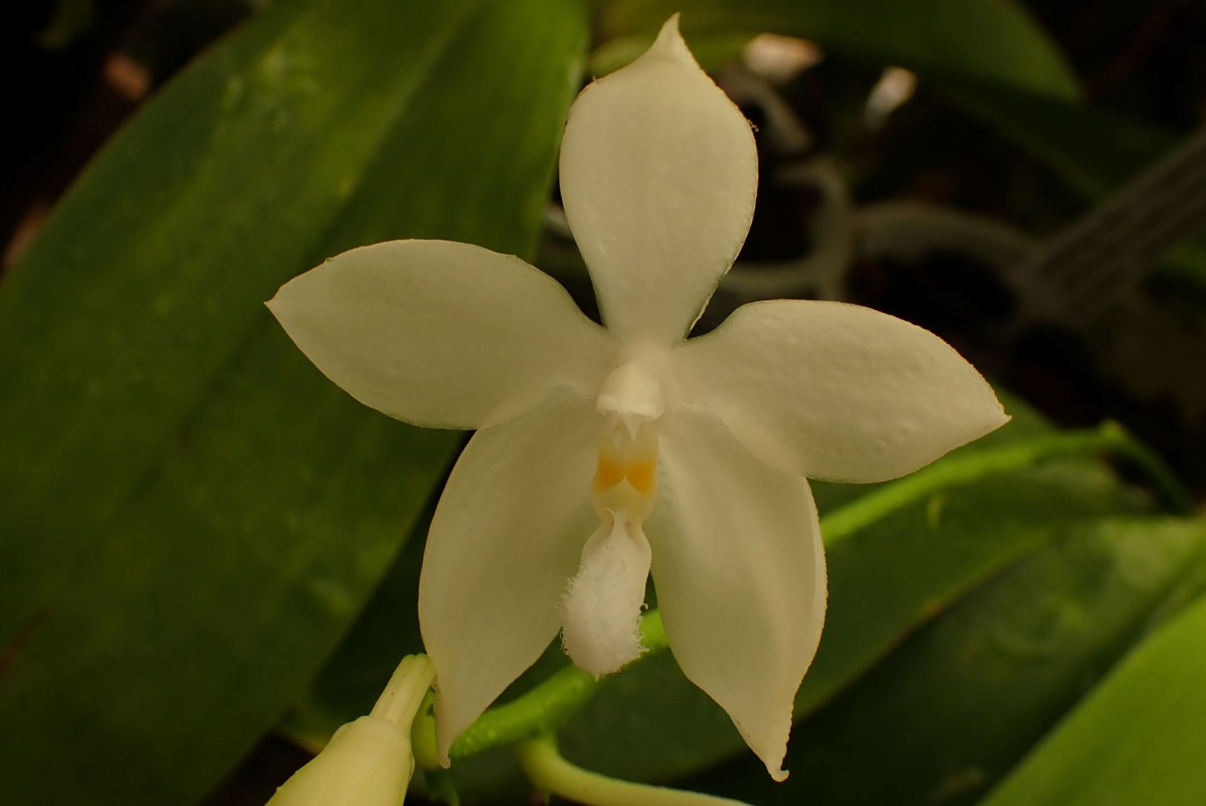 Phalaenopsis tetraspis