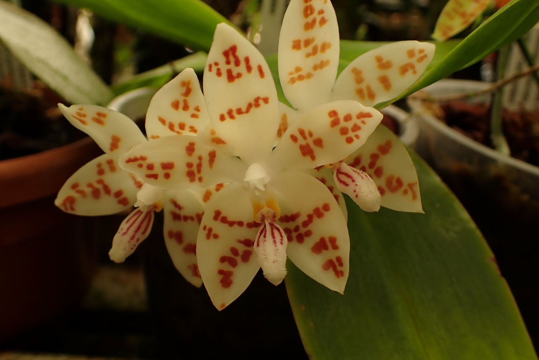 Phalaenopsis sumatrana