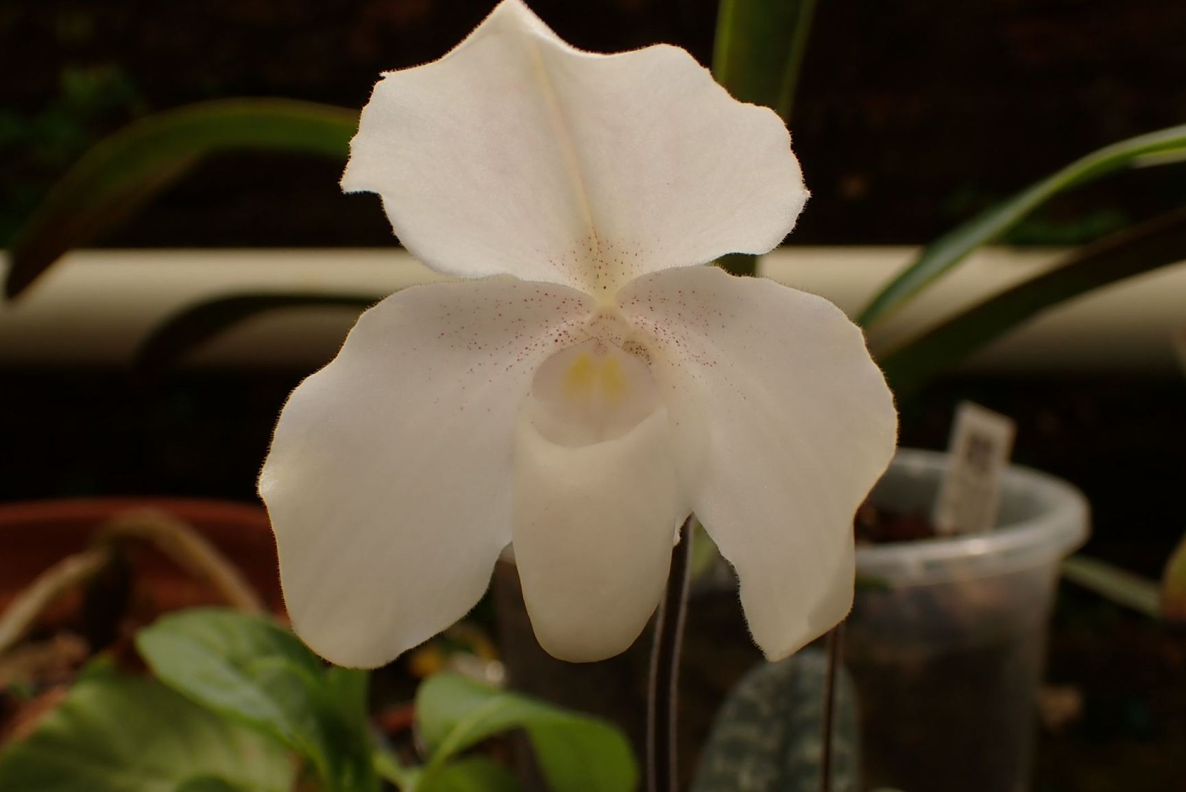 Paphiopedilum niveum