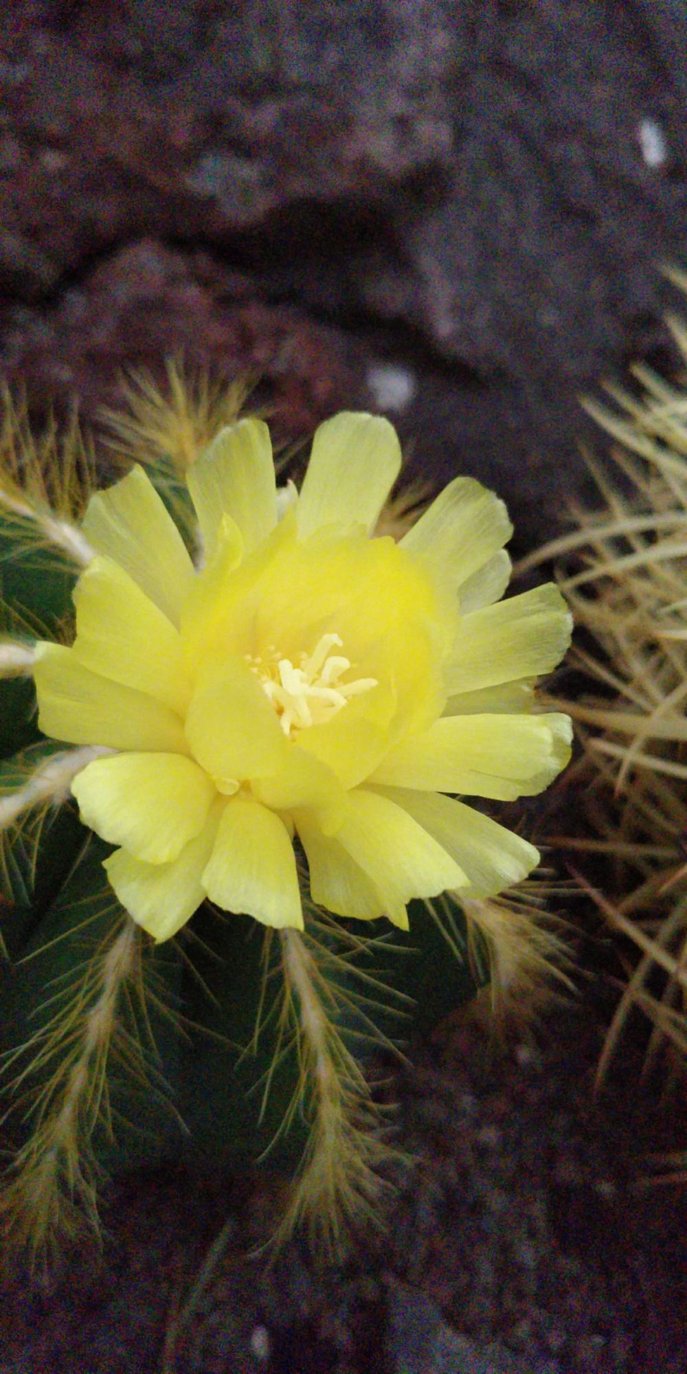 Parodia magnifica