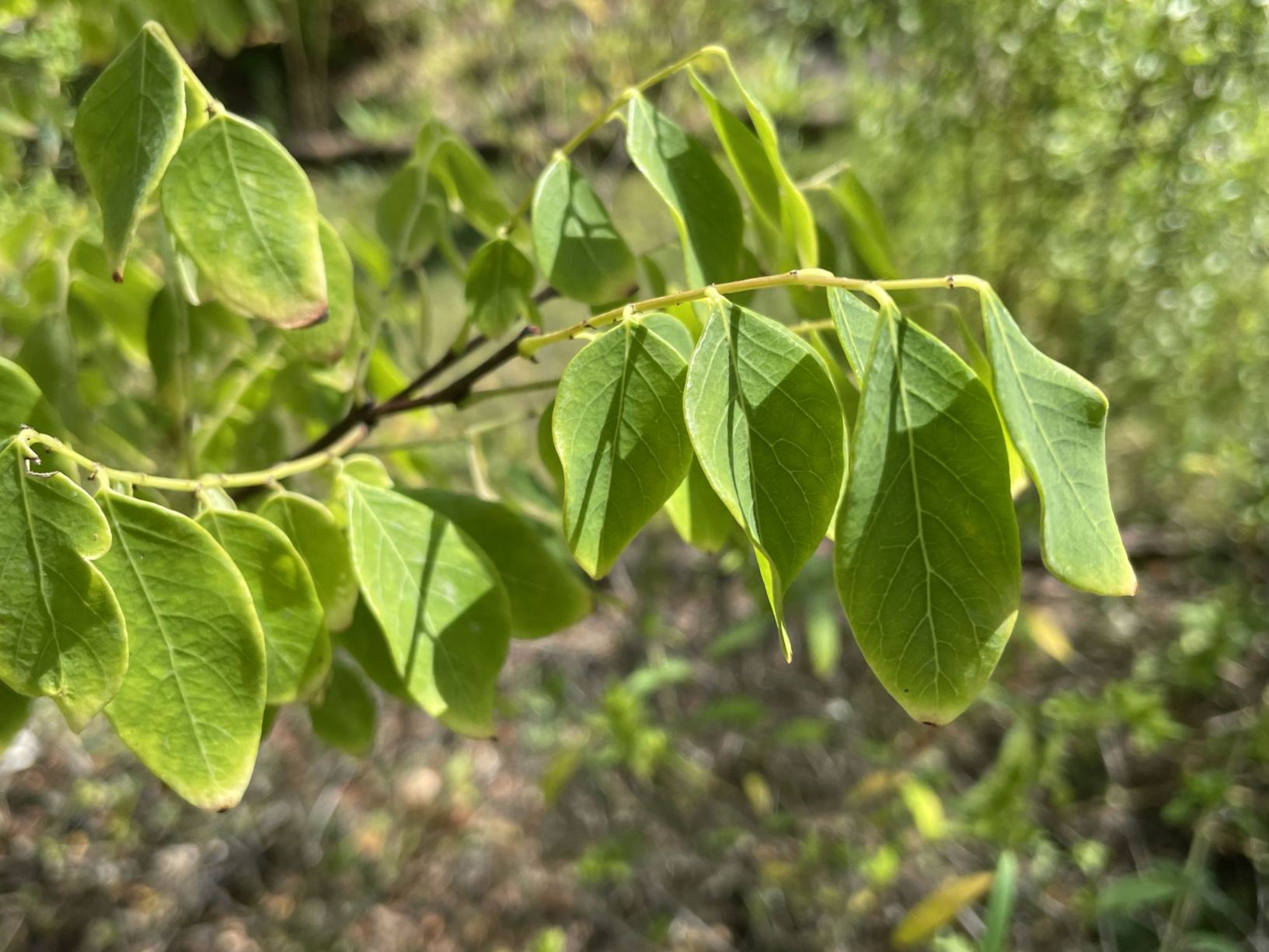 Phyllanthus glaucus