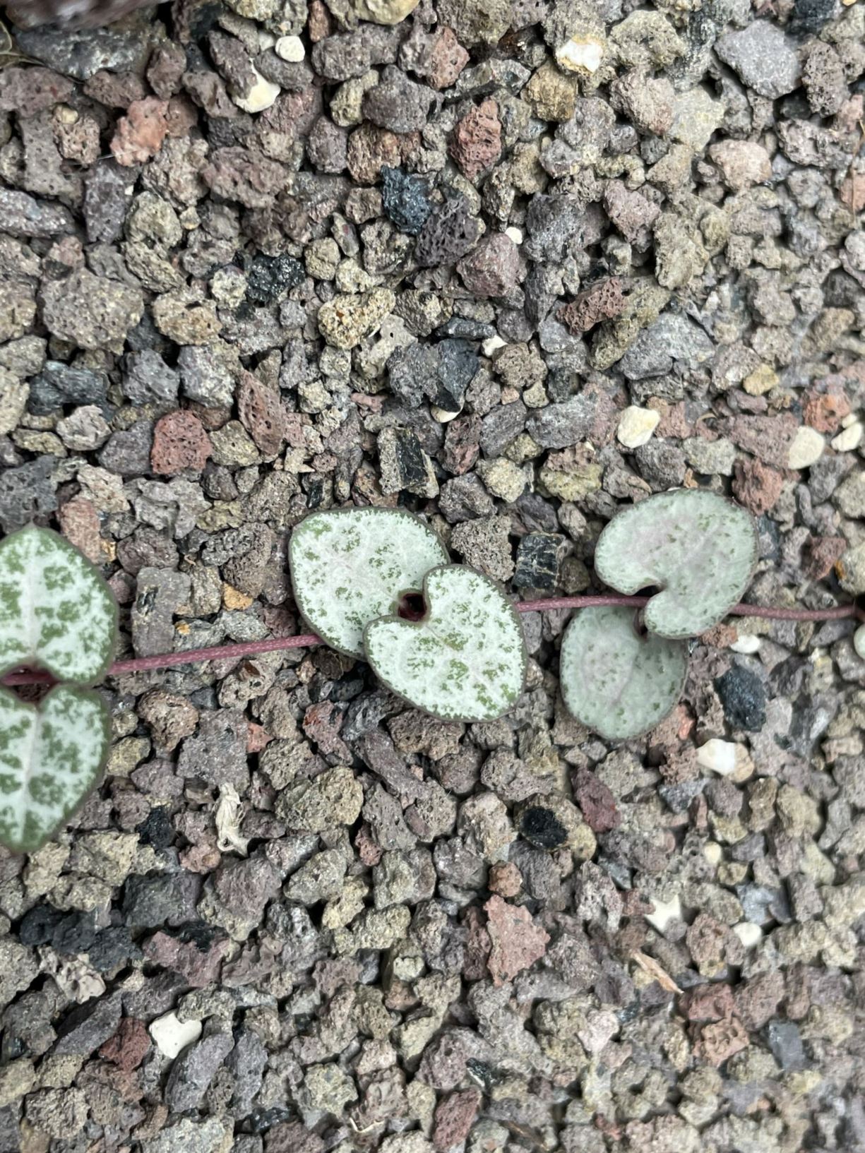 Ceropegia woodii