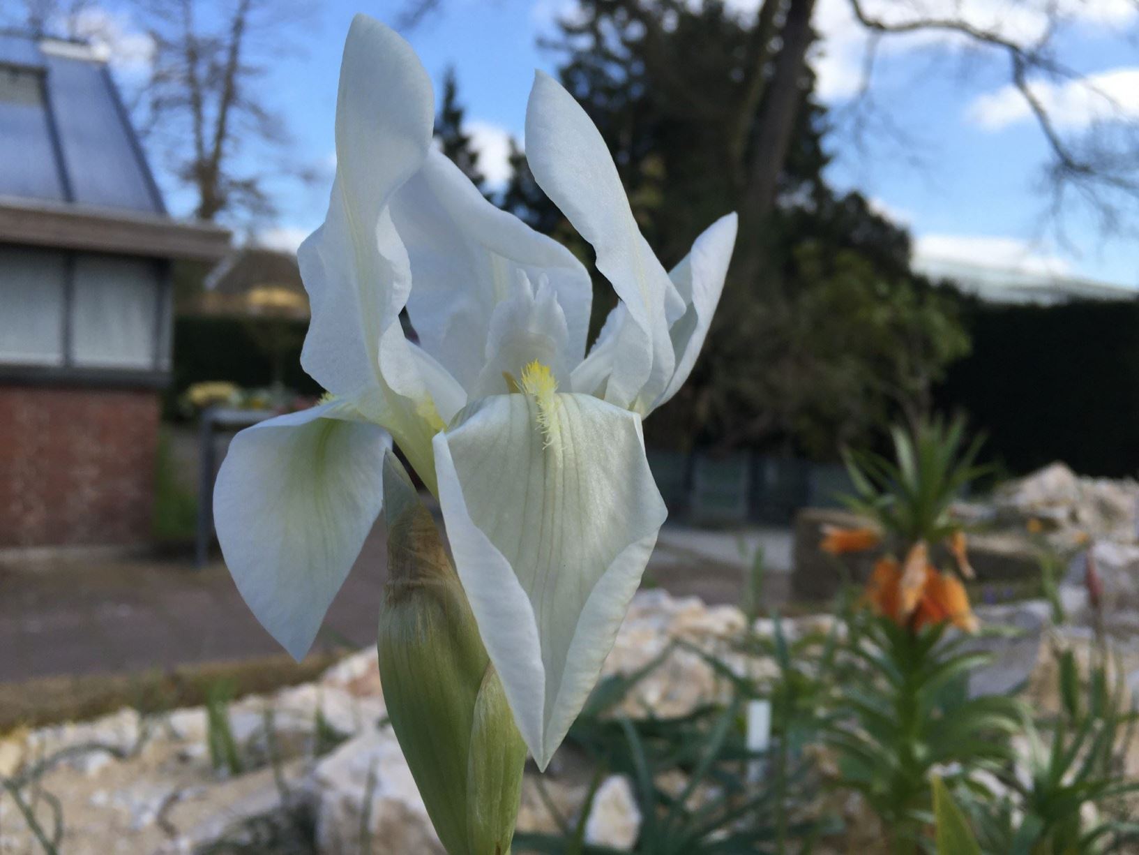 Iris × germanica 'Florentina' - Florentijnse lis, Florentine iris, Orris,  Orris-root | Hortus Botanicus Leiden, Netherlands