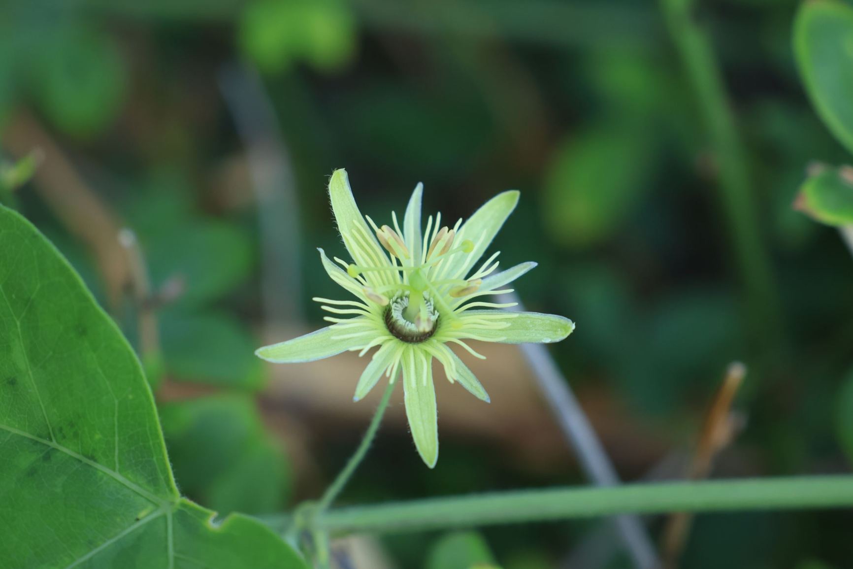 Passiflora lutea