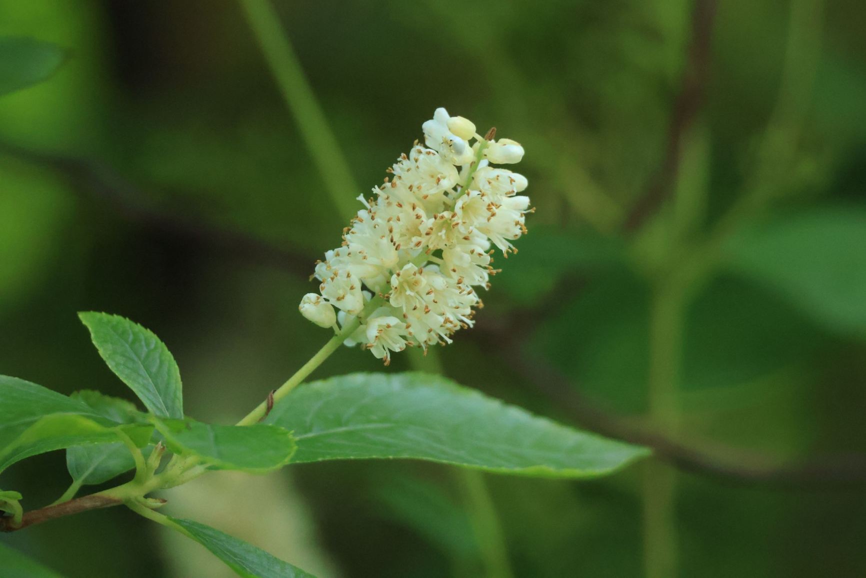 Clethra delavayi