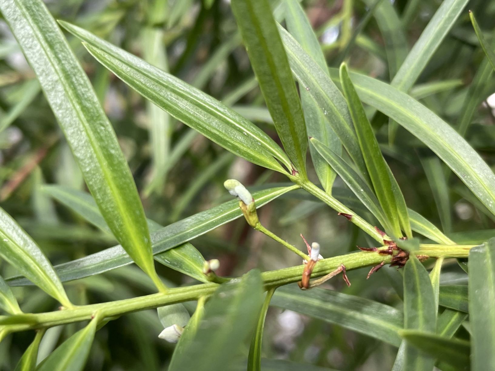 Podocarpus salignus