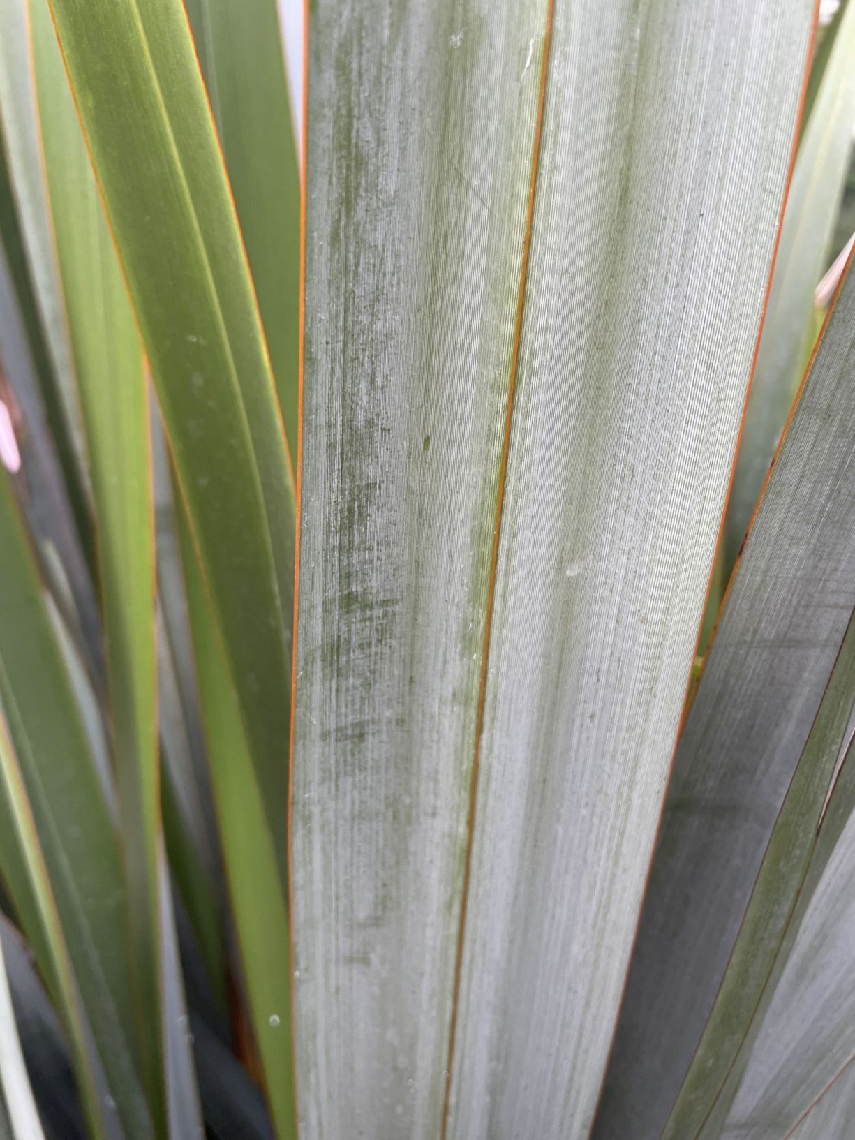 Phormium tenax - Nieuwzeelands vlas, New Zealand Flax, Harakeke