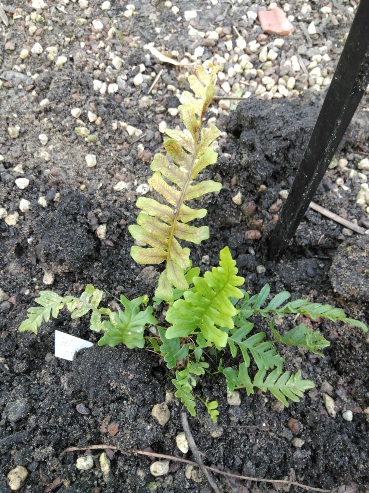 Polypodium vulgare 'Bifido Multifidum'