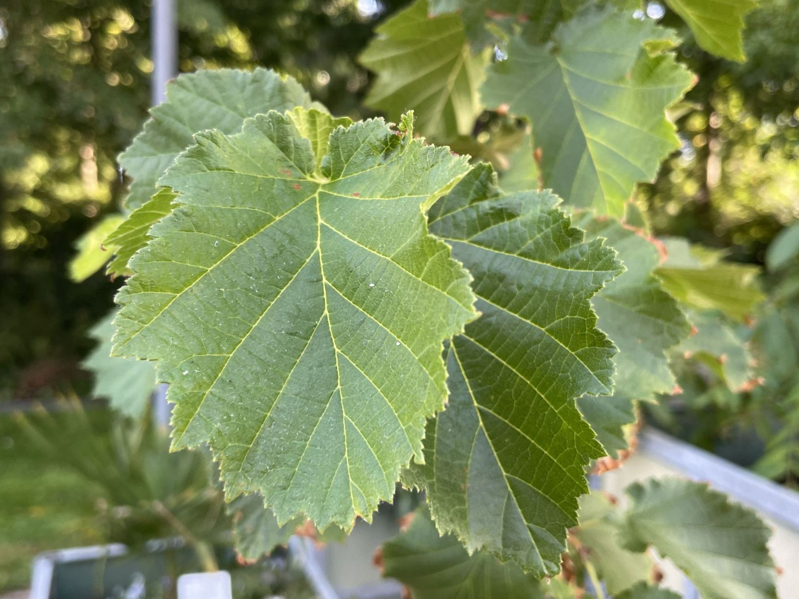 Corylus colurna