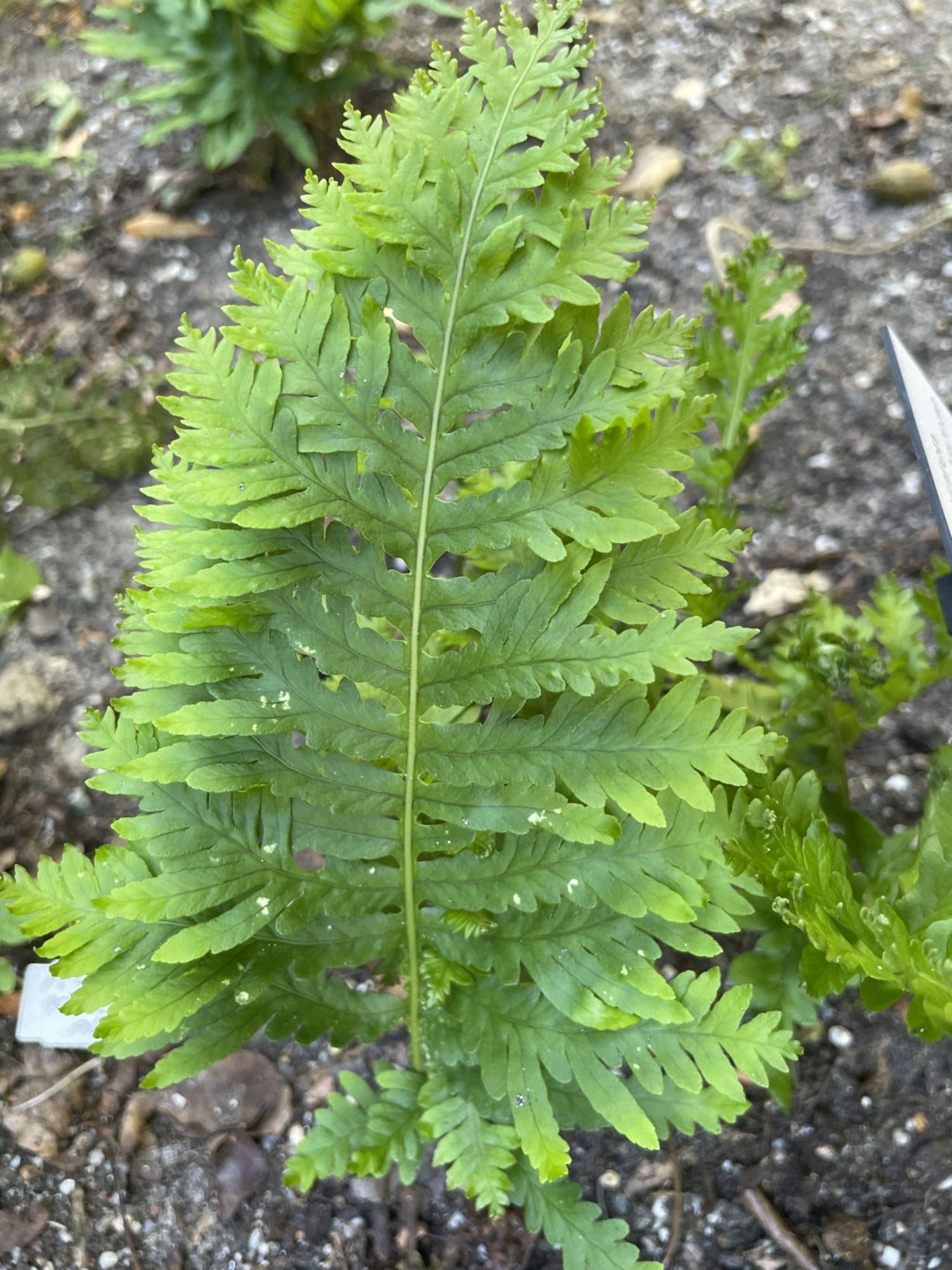 Polypodium cambricum 'Pulcherrimum Addison'