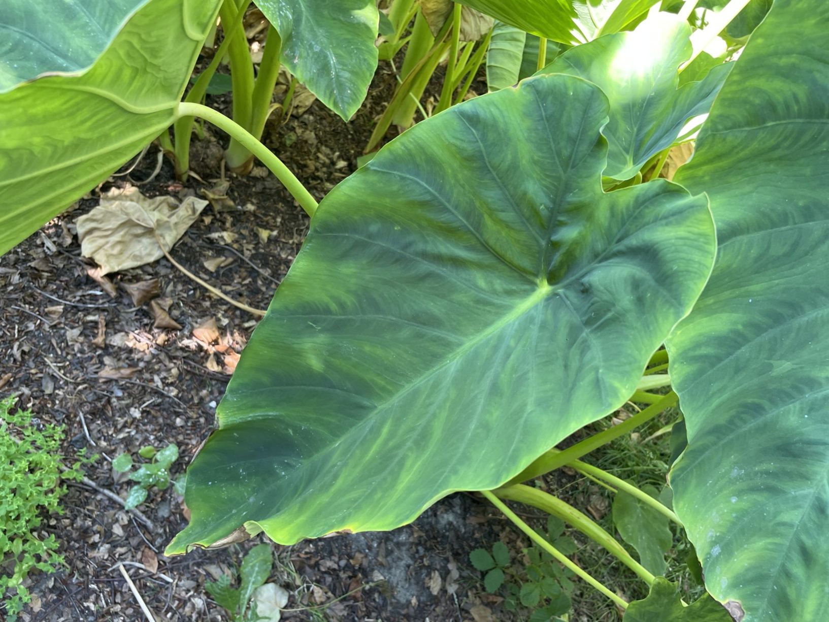 Colocasia esculenta