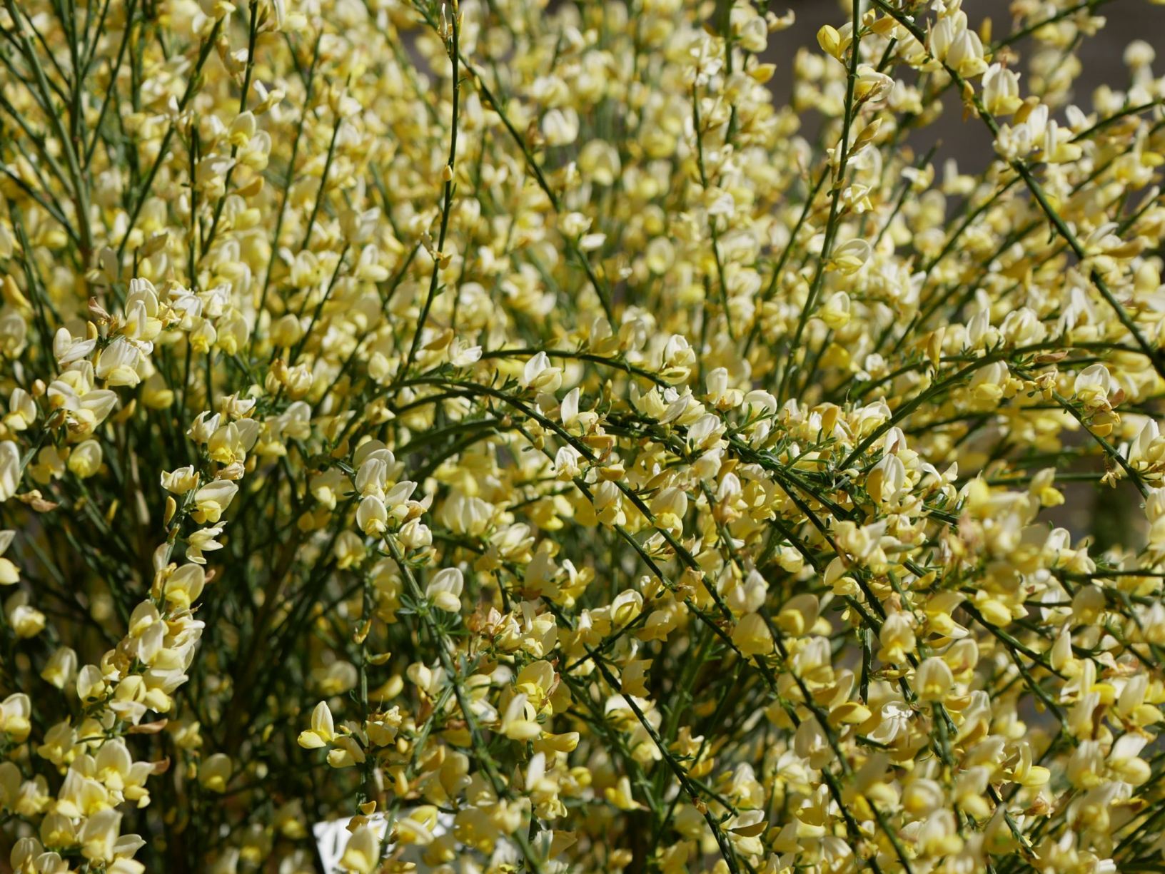 Cytisus × praecox