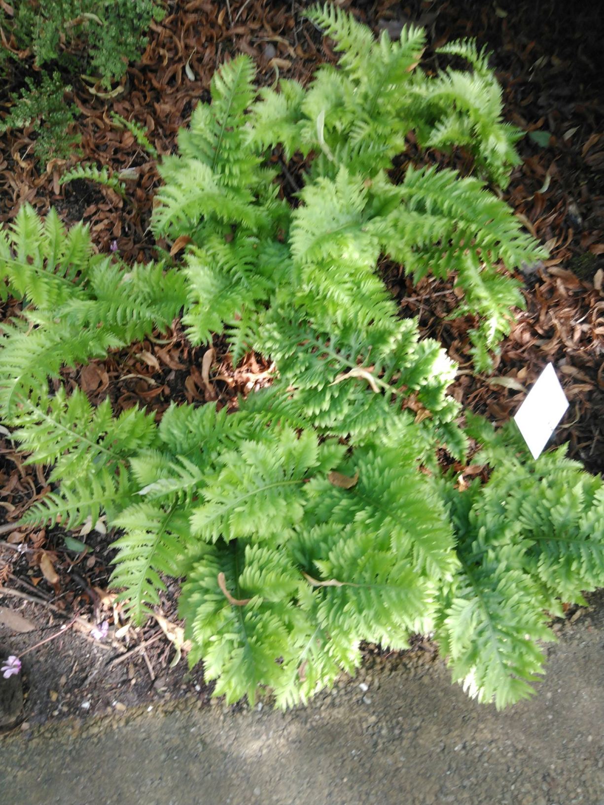 Polypodium cambricum 'Richard kayse'