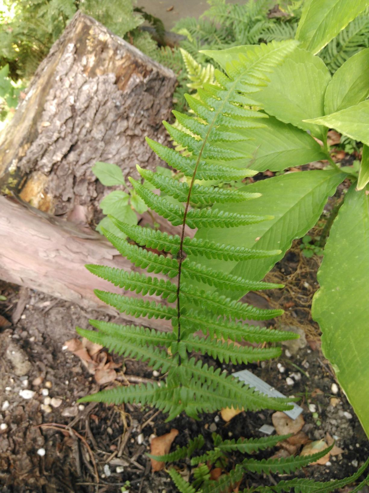 Phegopteris aurita