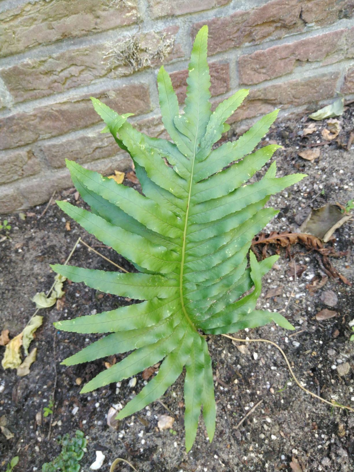 Polypodium cambricum 'Oxford Gold'