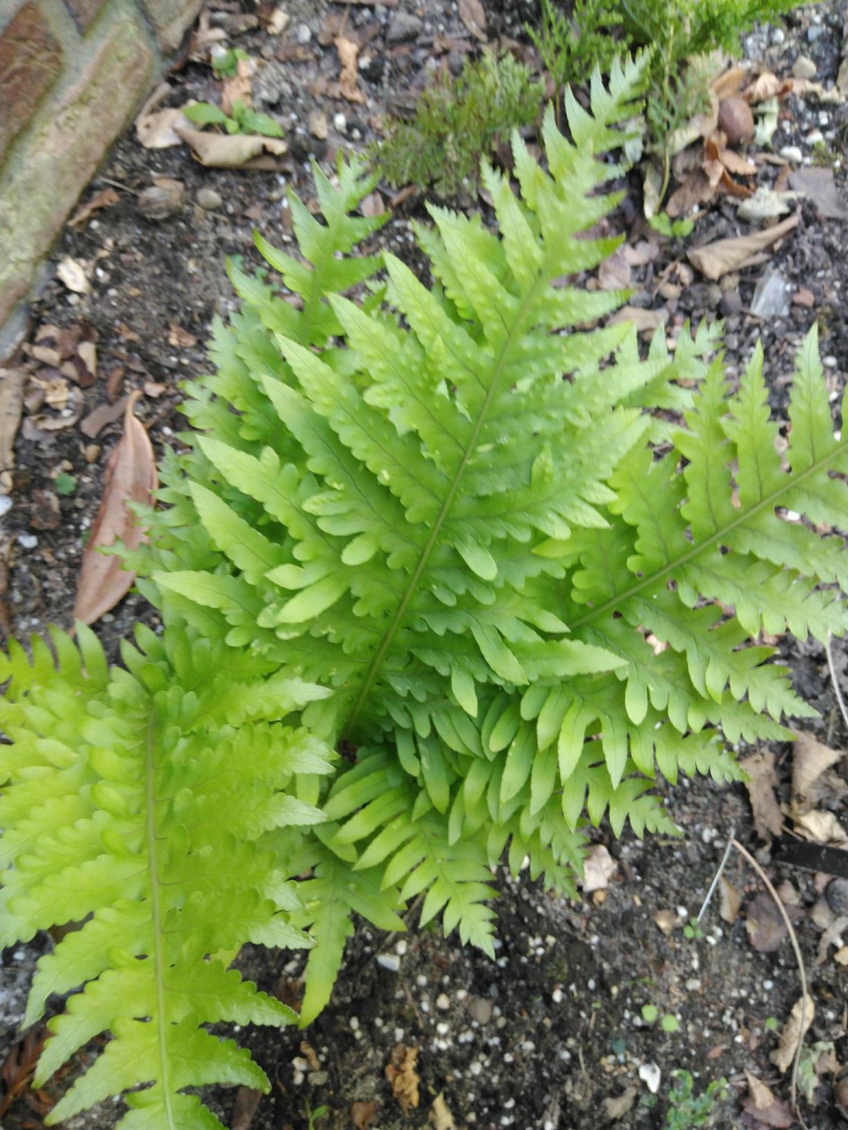 Polypodium cambricum 'Jubilee'