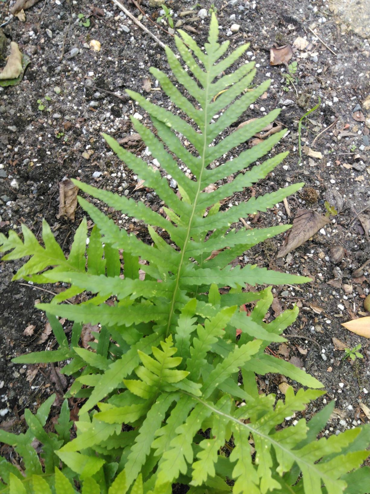 Polypodium cambricum 'Semilacerum Chudleigh'