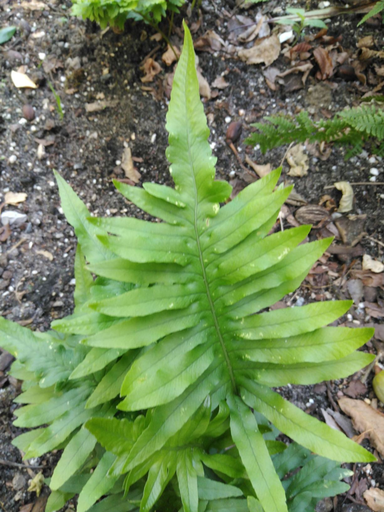Polypodium cambricum 'Macrostachyon'