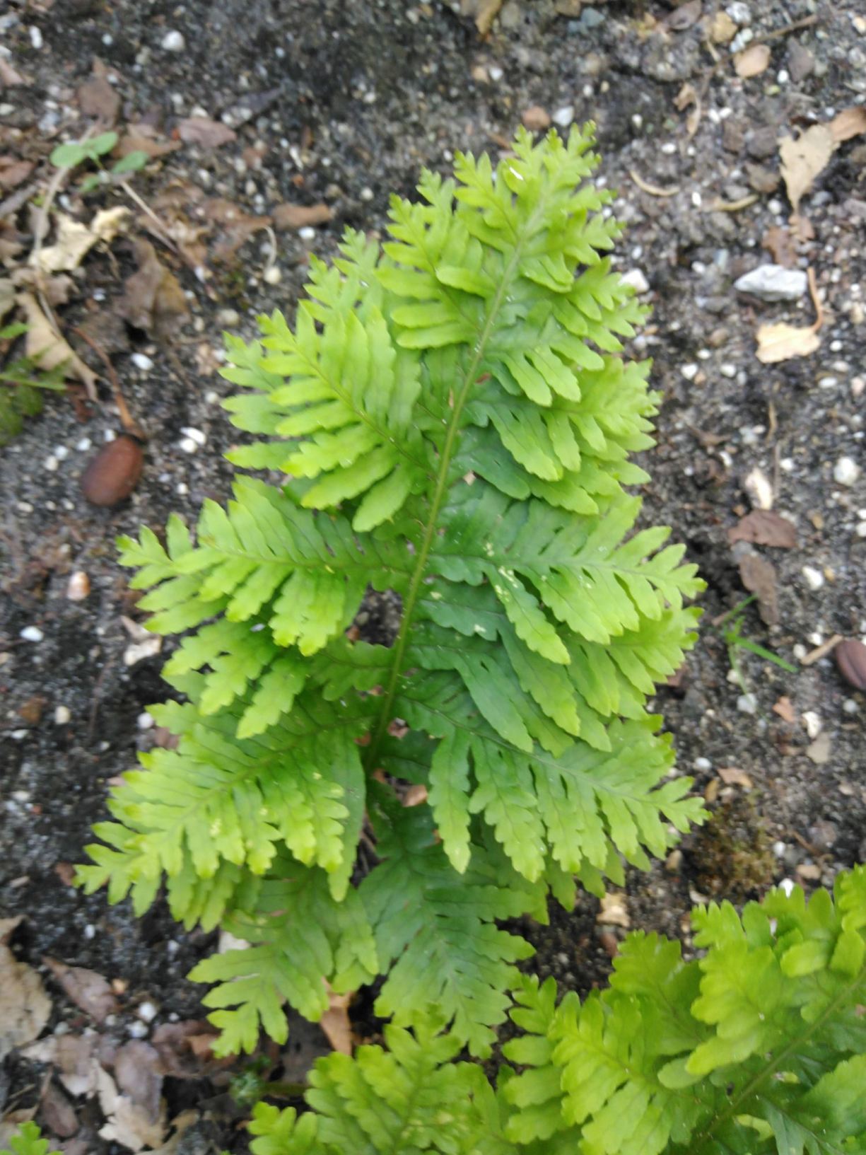 Polypodium cambricum 'Herbert Whitley'